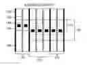Fig. 01 - Context aware processing to resolve strong spacing effects due to strain relaxation in standard cell library
