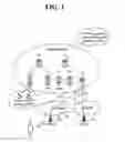 Fig. 02 - Method for rearranging gateway and method for generating dedicated bearer