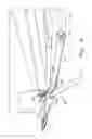 Fig. 05 - Combination flex and rigid header height control in a harvester