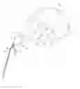 Fig. 01 - DEVICE FOR SELECTIVELY PARTING STRANDS OF HAIR