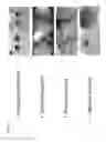 Fig. 02 - Potential driven electrochemical modification of tissue