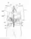 Fig. 01 - Methods for treating patients via renal neuromodulation