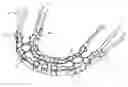 Fig. 01 - Anatomical adaptable drape device