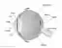 Fig. 01 - TISSUE-DERIVED SCAFFOLDS FOR CORNEAL RECONSTRUCTION