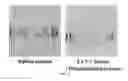 Fig. 09 - TISSUE-DERIVED SCAFFOLDS FOR CORNEAL RECONSTRUCTION