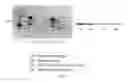 Fig. 10 - TISSUE-DERIVED SCAFFOLDS FOR CORNEAL RECONSTRUCTION