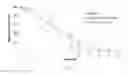 Fig. 23 - TISSUE-DERIVED SCAFFOLDS FOR CORNEAL RECONSTRUCTION