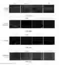 Fig. 24 - TISSUE-DERIVED SCAFFOLDS FOR CORNEAL RECONSTRUCTION