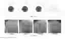 Fig. 28 - TISSUE-DERIVED SCAFFOLDS FOR CORNEAL RECONSTRUCTION