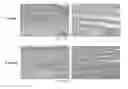 Fig. 29 - TISSUE-DERIVED SCAFFOLDS FOR CORNEAL RECONSTRUCTION