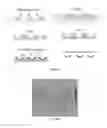 Fig. 30 - TISSUE-DERIVED SCAFFOLDS FOR CORNEAL RECONSTRUCTION