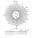 Fig. 22 - MICROPATTERNED INTRAOCULAR IMPLANTS