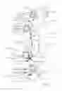Fig. 02 - Orthopedic brace securing and tensioning system