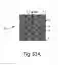 Fig. 45 - Apertured webs and methods for making the same