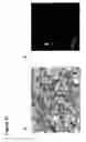 Fig. 26 - Mesoporous calcium phosphate-citrate nanoparticles and uses thereof