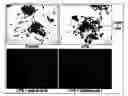 Fig. 01 - SUBSTITUTED AROMATIC COMPOUNDS AND PHARMACEUTICAL COMPOSITIONS FOR THE PREVENTION AND TREATMENT OF OSTEOPOROSIS