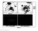 Fig. 02 - SUBSTITUTED AROMATIC COMPOUNDS AND PHARMACEUTICAL COMPOSITIONS FOR THE PREVENTION AND TREATMENT OF OSTEOPOROSIS