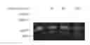 Fig. 01 - Antimicrobial compositions comprising mupirocin and neomycin