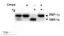 Fig. 02 - IRE-1α inhibitors