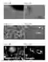 Fig. 02 - Compositions and methods for cardiac tissue repair