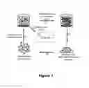 Fig. 02 - Materials and Methods for Eliciting Targeted Antibody Responses In Vivo