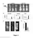 Fig. 04 - Materials and Methods for Eliciting Targeted Antibody Responses In Vivo