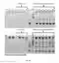 Fig. 08 - Genetically encoded intrinsically disordered stealth polymers for delivery and methods of using same
