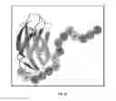 Fig. 19 - Genetically encoded intrinsically disordered stealth polymers for delivery and methods of using same