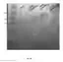 Fig. 20 - Genetically encoded intrinsically disordered stealth polymers for delivery and methods of using same