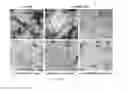 Fig. 44 - Cross-linked star-shaped self-assembled polypeptides and its use as carriers in biomedical applications