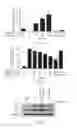 Fig. 07 - Silica-based biomolecule carrier, pharmaceutical composition comprising the same, preparation method and use thereof
