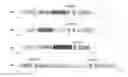 Fig. 01 - Bicistronic AAV vector for RNA interference in ALS