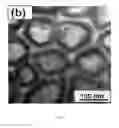 Fig. 08 - Articles comprising large-surface-area bio-compatible materials and methods for making and using them