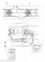 Fig. 07 - Vena-caval occlusion element
