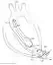 Fig. 01 - Wire scaffold device for ventricular assist device