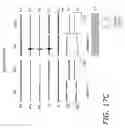Fig. 22 - High density epidural stimulation for facilitation of locomotion, posture, voluntary movement, and recovery of autonomic, sexual, vasomotor, and cognitive function after neurological injury
