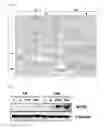 Fig. 08 - NITROGEN-BASED, LOW-TEMPERATURE ATMOSPHERIC PRESSUE PLASMA FOR TREATING MUSCLE DAMAGE