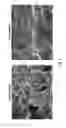 Fig. 03 - Polysaccharide compositions for absorbing aqueous liquid