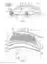 Fig. 02 - Vehicle assembly having luminescent feature and method