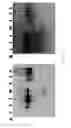 Fig. 26 - Indolizino [3,2-C] quinoline-based fluorescent probe