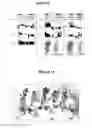 Fig. 12 - Miniature protein scaffolds and methods for use thereof