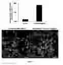 Fig. 04 - Polypeptides capable of inhibiting the binding between leptin and Neuropilin-1