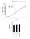 Fig. 19 - Humanized anti-DKK2 antibody and uses thereof