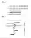 Fig. 07 - Single domain antibodies capable of modulating BACE activity