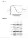Fig. 09 - Single domain antibodies capable of modulating BACE activity