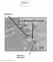 Fig. 06 - In vitro gastrointestinal model comprising lamina propria-derived cells
