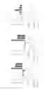 Fig. 44 - In vitro gastrointestinal model comprising lamina propria-derived cells