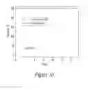 Fig. 08 - CHIMERIC NUCLEIC ACID MOLECULES WITH NON-AUG TRANSLATION INITIATION SEQUENCES AND USES THEREOF