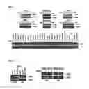 Fig. 03 - Composition for anticancer adjuvant comprising RIP3 expression promoter as active ingredient, method for screening anticancer adjuvant which promotes RIP3 expression and enhances sensitivity of anticancer agent, and method for monitoring sensitivity of anticancer agent