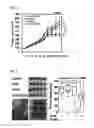Fig. 07 - Composition for anticancer adjuvant comprising RIP3 expression promoter as active ingredient, method for screening anticancer adjuvant which promotes RIP3 expression and enhances sensitivity of anticancer agent, and method for monitoring sensitivity of anticancer agent